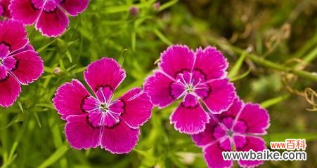 以代表春天的植物花卉为主题 春天花开，万紫千红