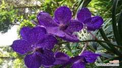 探索自然之美的代表植物 纯洁的植物世界