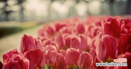 以代表独立自强的花探索坚持和自立的力量 坚强独立的花之意义