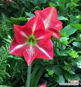 漫步在爱的花海中 花开代表单相思