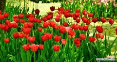 以红色玫瑰为党的象征 以代表党的花为象征，展现党的精神