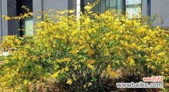 探寻寒冬中的绿意与生机 冬季之美