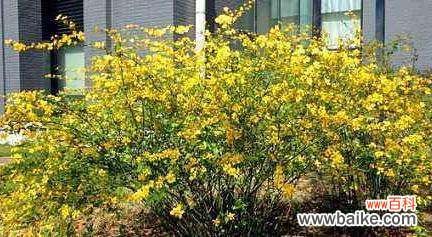 探寻寒冬中的绿意与生机 冬季之美