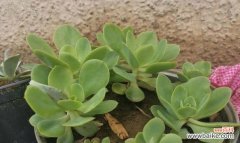 父亲 父爱如植物——以代表父亲的植物为主题的文章