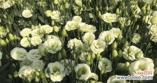 用花语表达心愿 花语与希望