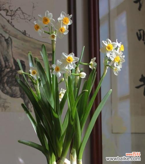 富贵之道 代表富贵的植物