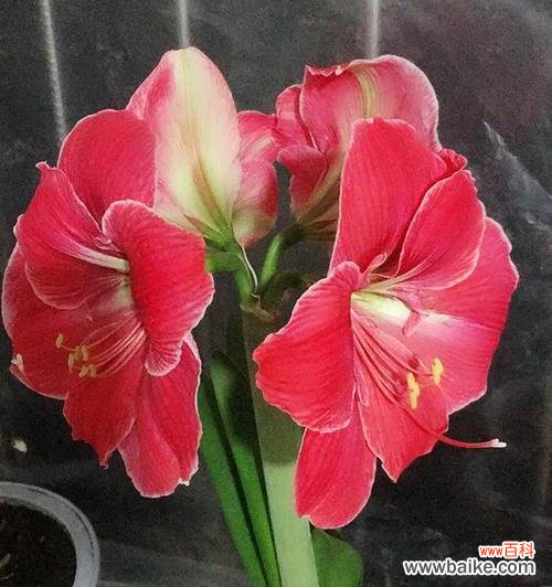 探寻高冷孤傲的花海 寒梅高洁,孤傲幽芳