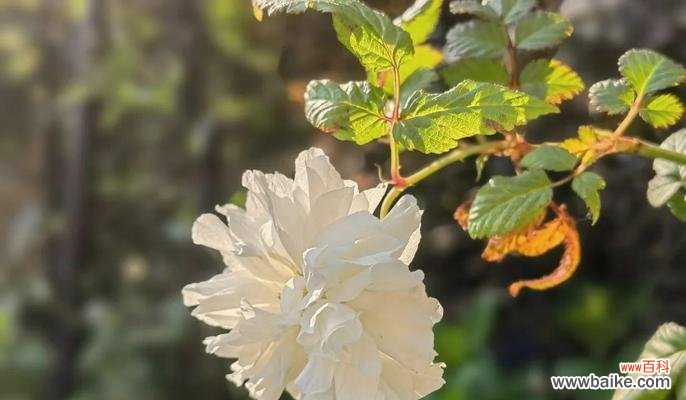 茶语的花语含义是什么？