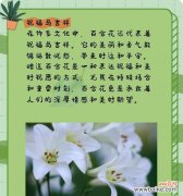 百合花的非传统花语有哪些？