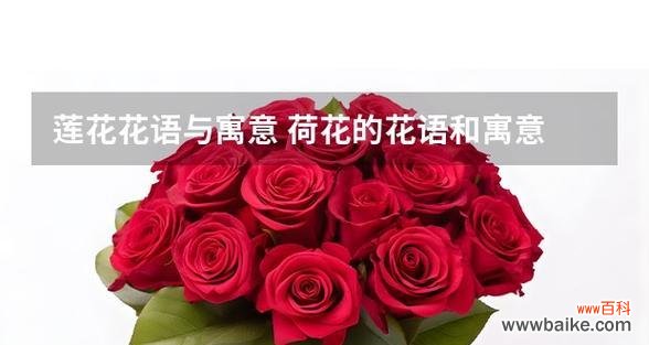 荷花的寓意和花语有哪些?