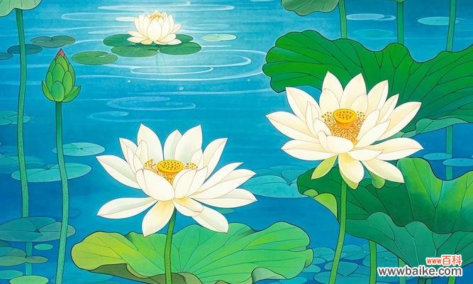 荷花的寓意和花语有哪些?