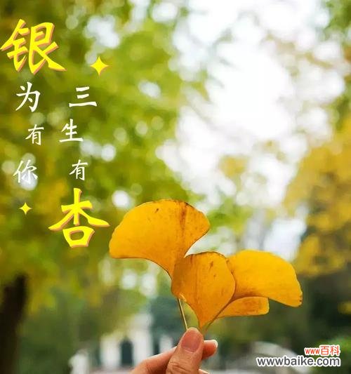 洒脱的简单花语含义是什么?洒脱的简单花语代表什么?