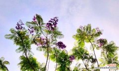 仿真蓝雾花的寓意有哪些？