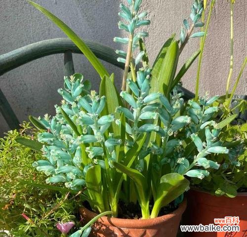 仿真蓝雾花的寓意有哪些？