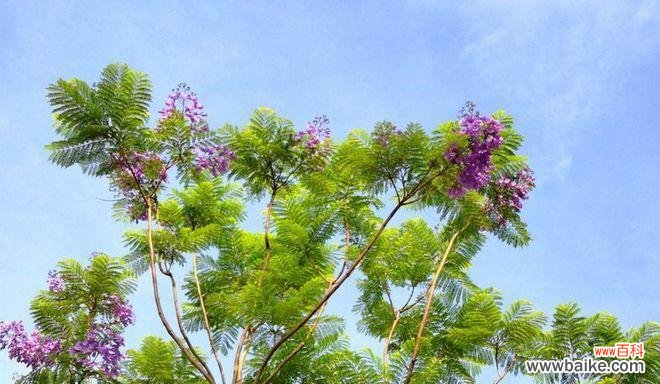 仿真蓝雾花的寓意有哪些？