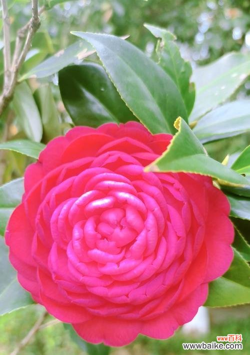 山茶花的样子花语是什么?山茶花的花语有哪些寓意?