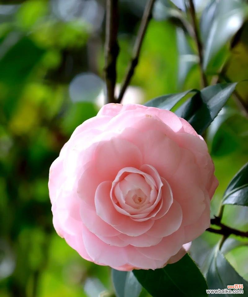 山茶花的样子花语是什么?山茶花的花语有哪些寓意?