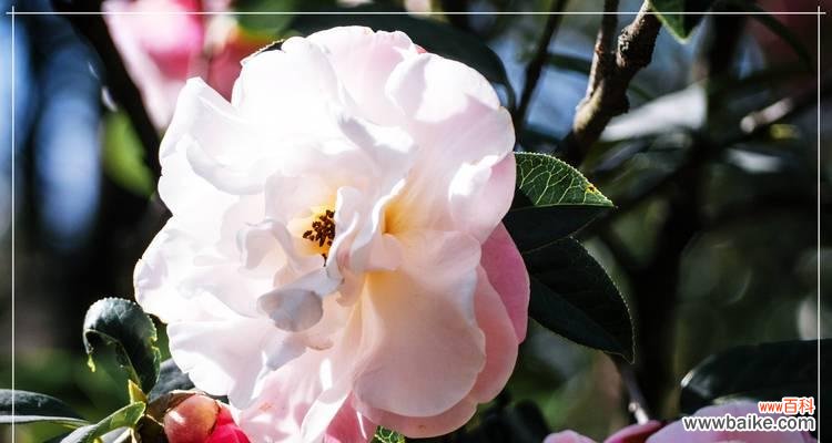 山茶花的样子花语是什么?山茶花的花语有哪些寓意?