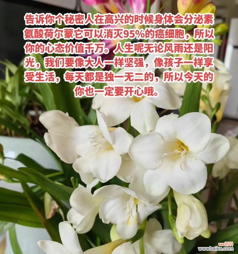 阳光青年的花语代表什么？