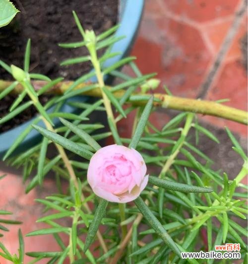 阳光青年的花语代表什么？