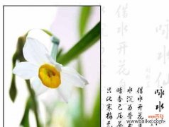 乌蒙子花的花语有何含义？乌蒙子花语代表什么？