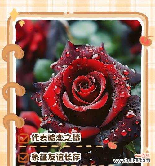 100朵玫瑰花象征的爱情含义是什么？