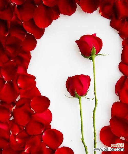 秀恩爱的玫瑰花语是什么？玫瑰花语在爱情中的作用是什么？