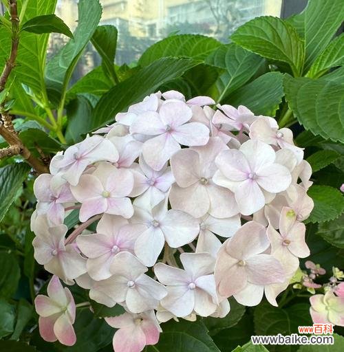 表达渴望团圆的花语有哪些？