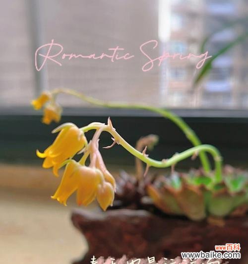 配角花语有何含义？它在花语中扮演什么角色？