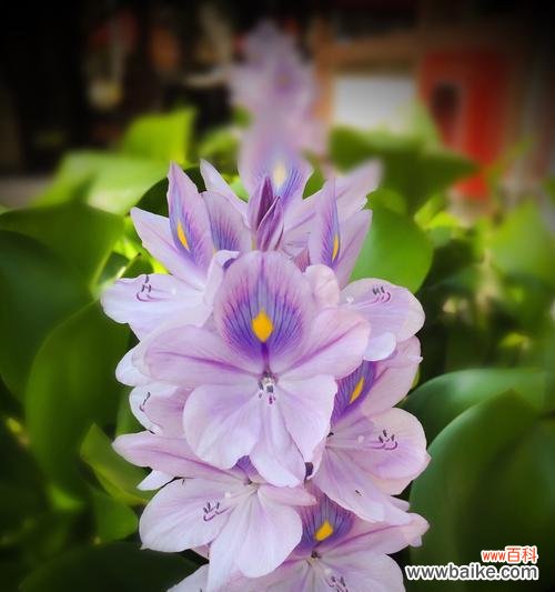 配角花语有何含义？它在花语中扮演什么角色？