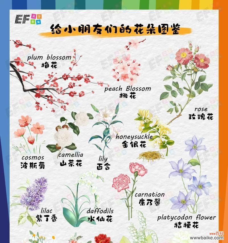 四季花语敲锣打鼓有何特别含义?