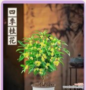 四季花语敲锣打鼓有何特别含义？