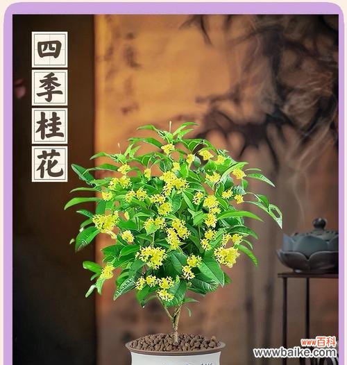 四季花语敲锣打鼓有何特别含义?