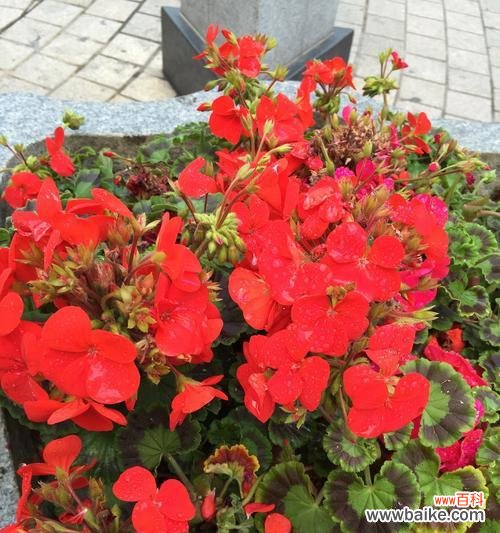 四季花语敲锣打鼓有何特别含义?