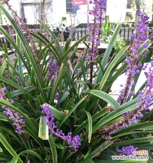 兰花的花语和寓意是什么？兰花代表了哪些意义？