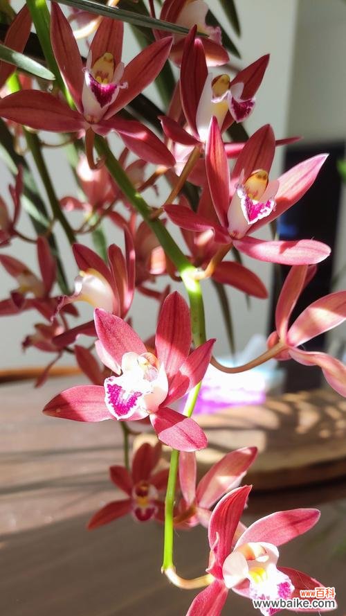 兰花的花语和寓意是什么？兰花代表了哪些意义？