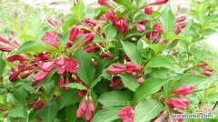 探索锦带花的神秘花语，传达情感和祝福 锦带花的花语与寓意