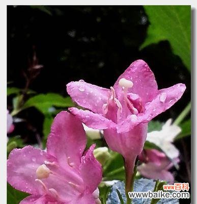 探寻锦带花的花语和文化背景 锦带花