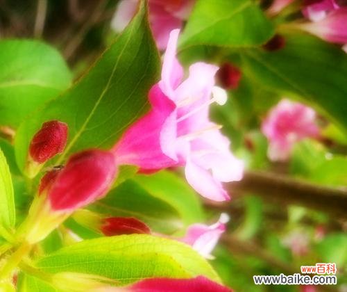 探寻锦带花的花语和文化背景 锦带花