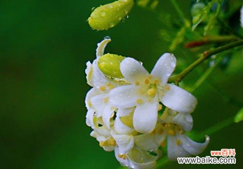 九里香花语的象征与意义 九里香花语之美——花开如画,情深意浓