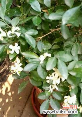 九里香花语的象征与意义 九里香花语之美——花开如画,情深意浓