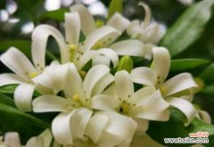 一种传统的美丽，见证爱与希望的花朵 九里香花