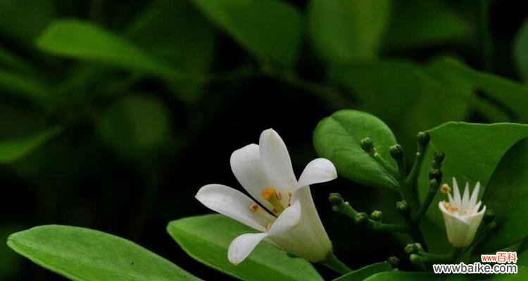 探秘九里香的神奇之处 九里香的花语及其寓意