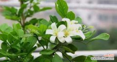 探秘九里香的神奇之处 九里香的花语及其寓意