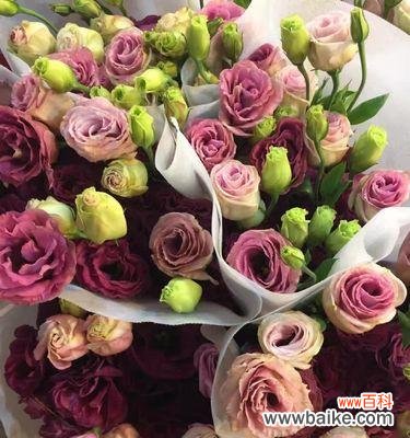 揭秘桔梗花的文化内涵和象征意义 桔梗花的象征意义与寓意