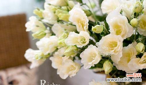 揭秘桔梗花的文化内涵和象征意义 桔梗花的象征意义与寓意