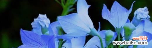 探寻桔梗花语的深层寓意 桔梗花语揭示着的情感之美