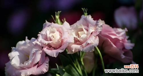 探寻桔梗花语的深层寓意 桔梗花语揭示着的情感之美