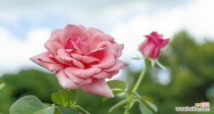 追寻想象中的花海 幻想之花