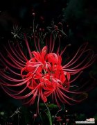 以花为媒 怀念逝去亲人的花——永恒的思念